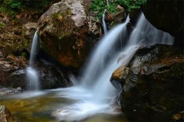 征集|澎湃新闻与多特瑞携手发起“繁花之绪”主题艺术活动